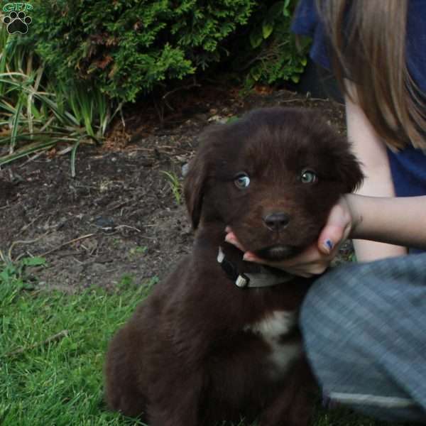Evan, Newfoundland Puppy